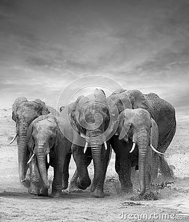 Elephant Stock Photo