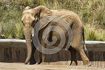 Elephant Editorial Stock Photo