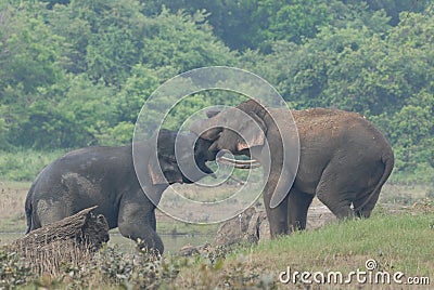 Elephant love it in the Minneriya national park. Stock Photo
