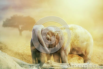 Elephant love in the sandstorm on the desert Stock Photo