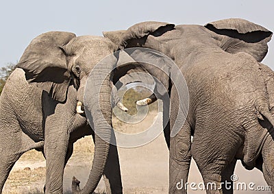 Elephant (Loxodonta africana) - Namibia Stock Photo