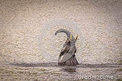 Elephant Loxodonta Africana standing up in the water and playing and staying cool, Pilanesberg National Park, South Africa. Stock Photo