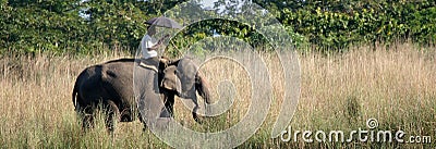 Elephant with Mahout Stock Photo