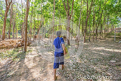 Elephant mahout portrait. The mahout and the elephant in the forest at Thailand Editorial Stock Photo