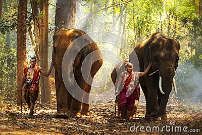 Elephant mahout portrait. The Kuy Kui People of Thailand. Elephant Ritual Making or Wild Elephant Catching. The mahout and the Stock Photo