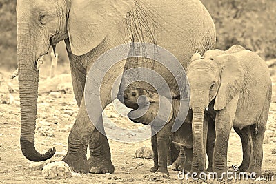Elephant Majesty - African Wildlife Background - Life in all shapes and sizes Stock Photo