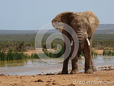 Elephant Male Stock Photo