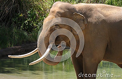 Elephant Stock Photo