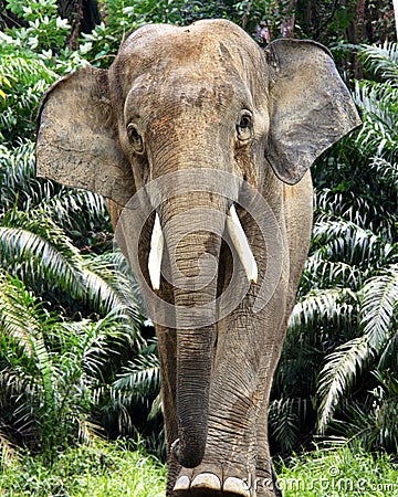 Elephant male borneo Stock Photo