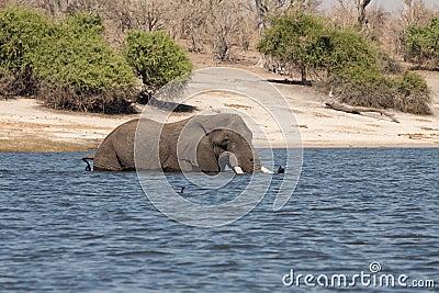 elephant male crossing chobe river Stock Photo