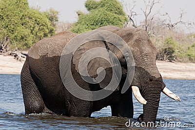elephant male crossing in the river Stock Photo