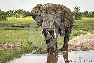 An elephant male drinks at the watering can Stock Photo