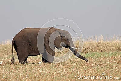 elephant male eating Stock Photo
