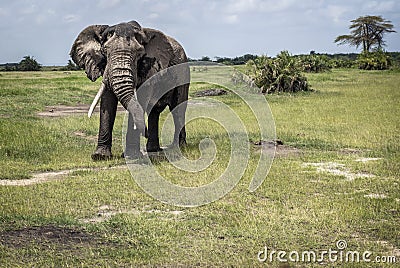 Elephant male on pasture Stock Photo