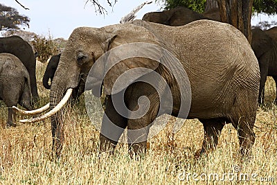 Elephant Matriarch Stock Photo