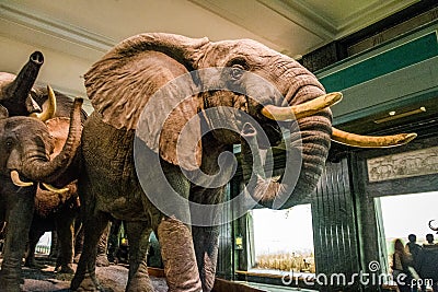 Elephant Models at Hall of African Mammals of the American museum of Natural History AMNH - New York, USA Editorial Stock Photo