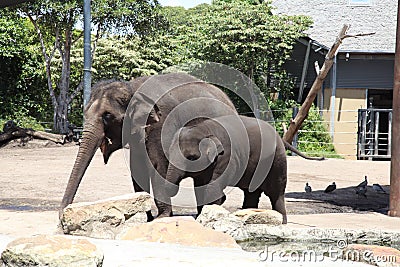 Elephant Mom and Baby in Taronga Zoo Australia Stock Photo