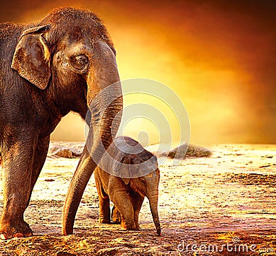 Elephant Mother with Baby Stock Photo