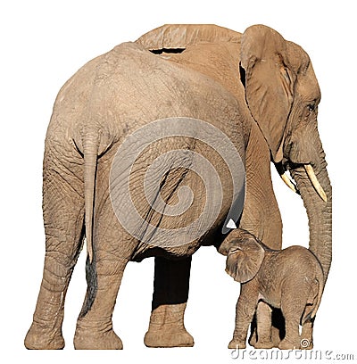 Elephant Mother and Baby Stock Photo