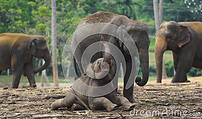 Elephant mother and baby playing Stock Photo