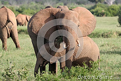 Elephant mother and calf Stock Photo