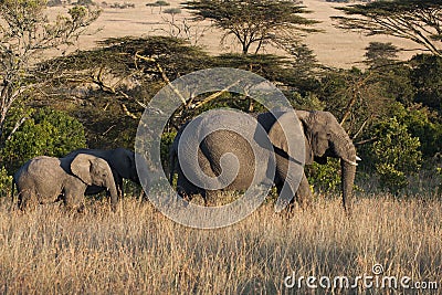 Elephant mother with calf Stock Photo