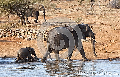 Elephant mother and calve leaving waterhole Stock Photo