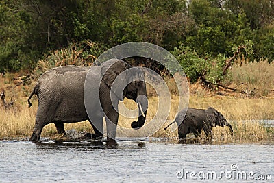 Elephant mother with cub Stock Photo