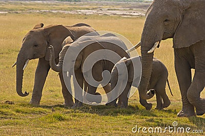 Elephant mother and her three children Stock Photo