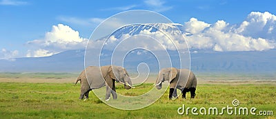 Elephant Stock Photo