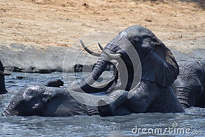 Elephant jostling water hole Stock Photo