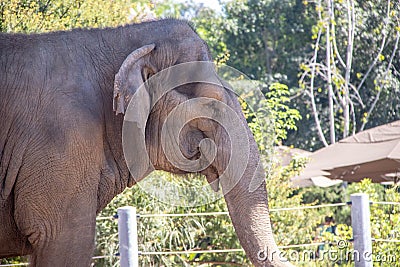 A Large Elephant on the Move Editorial Stock Photo