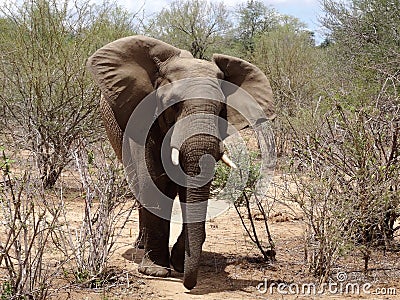 Elephant in musth flapping ears Stock Photo