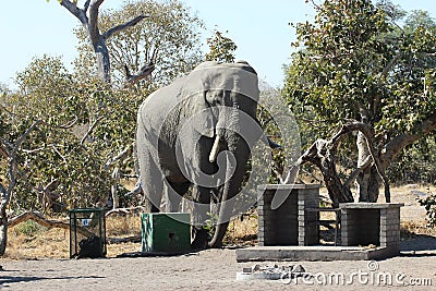 Elephant in National park Stock Photo