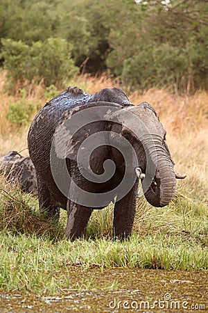 Elephant - Okavango Delta - Moremi N.P. Stock Photo