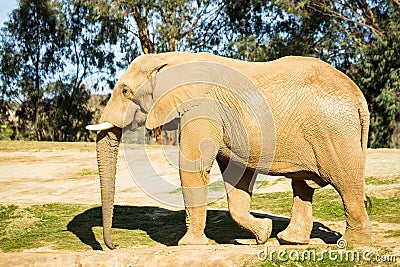 Elephant Stock Photo