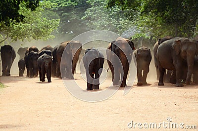 Elephant orphanage Editorial Stock Photo
