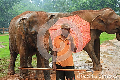 Elephant Orphanage, Sri Lanka Editorial Stock Photo