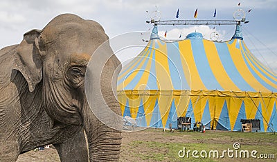 Elephant outside circus Stock Photo