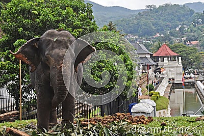 An Elephant at Sri Dalada Maligawa Kandy, Sri Lanka Stock Photo