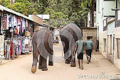 Elephant Editorial Stock Photo