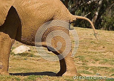 Elephant Poo Royalty Free Stock Photography Image 9504517