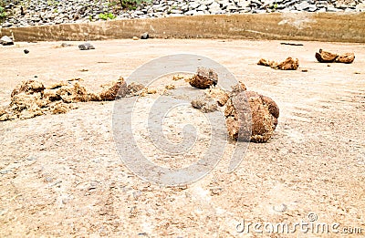 Elephant poo on the ground Stock Photo