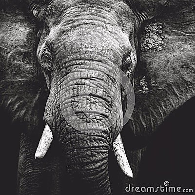 Elephant Portrait Stock Photo