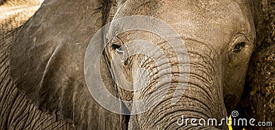 Elephant Portrait Close Up Stock Photo