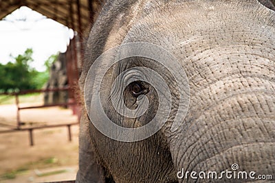 Elephant portrait. Elephant on a nature background. Elephant close up. Elephant face Stock Photo