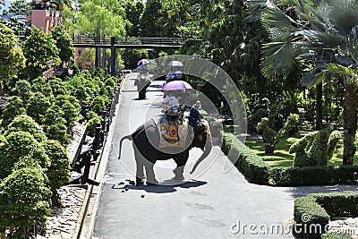 The elephant riding in the nature park is one of the exciting activities of tourists Editorial Stock Photo