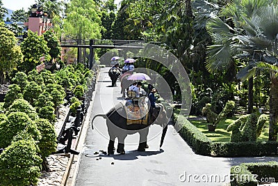 The elephant riding in the nature park is one of the exciting activities of tourists Editorial Stock Photo