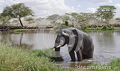 Elephant in river in Serengeti National Park Stock Photo