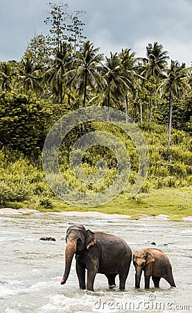 Elephants in Sri Lanka Stock Photo